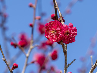 Ume blossom  Ume tree