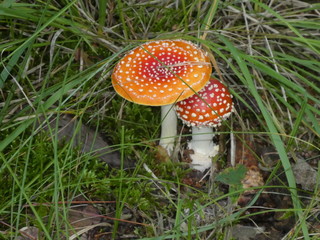 fly agaric mushroom red white dots in the forest