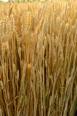 Nature landscape with wheats corn