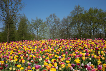 Netherlands,Lisse, a red and yellow flower