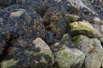 Boulders With Seaweed