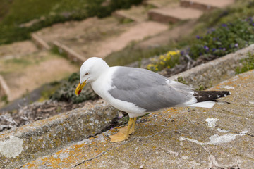 Berlengas Islands, Portugal : Herring gull looking down on the valley in the Berlengas nature reserve