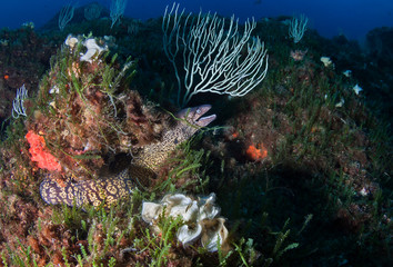 Moray eel on reef.