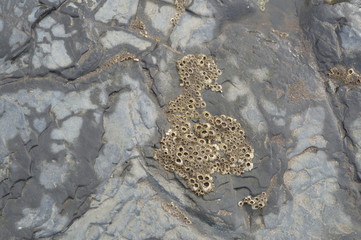 Slate Sea Lichen