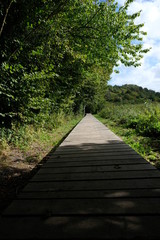 Fototapeta premium wooden bridge