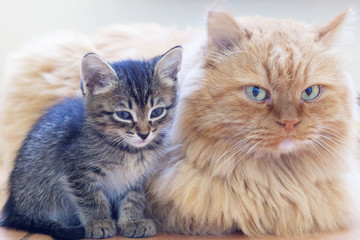 Big red cat next to a small gray kitten