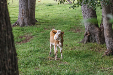 A young calf is lost in the woods