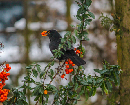 blackbird bird and Red pyracantha berries