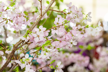 Beautiful cherry blossom sakura in spring. selective focus.