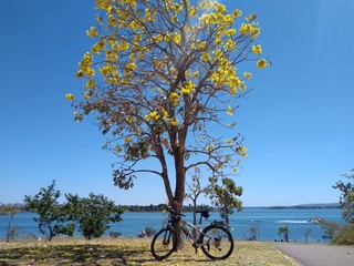 Primavera dos Ipês