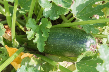 Green large zucchini lies on the garden Matures in the summer