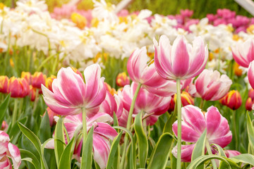 Colorful tulips in the flower garden.selective focus.