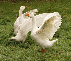 Gänse Gans Flügel Goose 