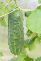 Cucumbers hanging on a branch ripen in the greenhouse