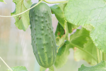 Cucumbers hanging on a branch ripen in the greenhouse