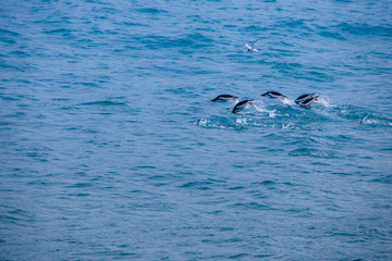 Cute Penguins Seals Sea Lions Elephant