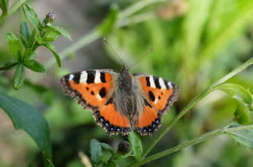 Butterfly urticaria close-up sits on a flower against a background of green grass
