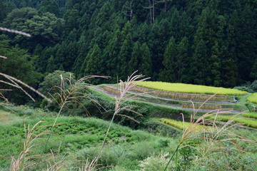 棚田の風景