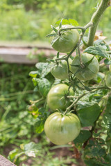 Green tomatoes hang on a branch ripen in the greenhouse