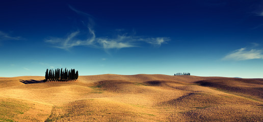 Obraz premium Group of pine trees on hills in Tuscany, Italy