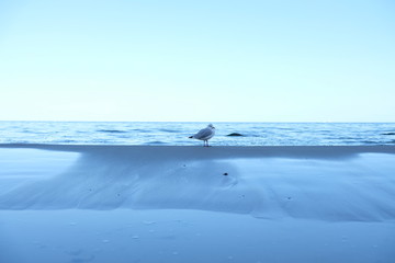 gull with water 