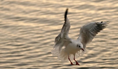 Möwe Fliegen Flug Gull