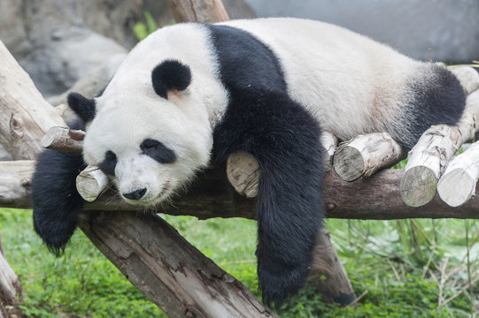 Fototapeta A sleeping giant panda bear