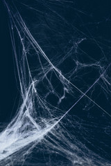 creepy halloween background with spider web