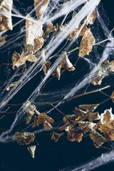 dry branch with leaves in spider web on black, halloween decor