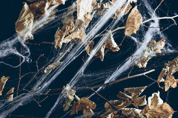 dry branch with leaves in spider web in darkness, halloween texture