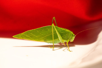 Common True Katydid, Pterophylla camellifolia, in the family Tettigoniidae and in the order Orthoptera, resting in Haslett, Michigan, USA