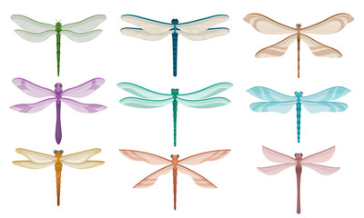 Flat vector set of beautiful dragonflies. Small flying insects with fragile wings