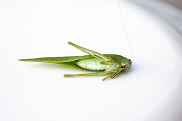 Underside of the Common True Katydid, Pterophylla camellifolia, in Michigan, USA
