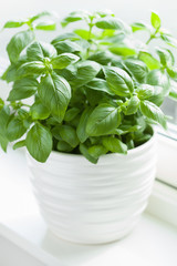 fresh basil herb in flowerpot on window