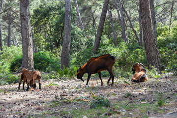 Cabras mallorquinas