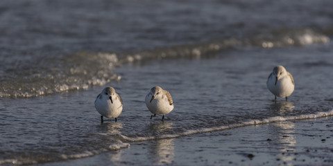 Bécasseaux Sanderling (Calidris alba - Sanderling) sur la plage du hourdel en Baie de Somme.