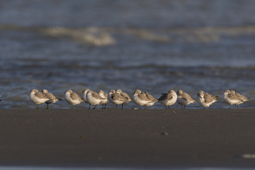 Bécasseaux Sanderling (Calidris alba - Sanderling) sur la plage du hourdel en Baie de Somme.
