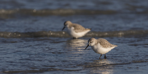 Bécasseaux Sanderling (Calidris alba - Sanderling) sur la plage du hourdel en Baie de Somme.