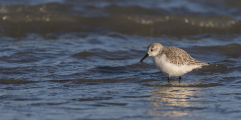 Bécasseaux Sanderling (Calidris alba - Sanderling) sur la plage du hourdel en Baie de Somme.