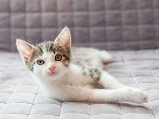 Cute kitten stretching on sofa at home, looking up