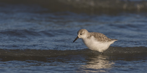 Bécasseaux Sanderling (Calidris alba - Sanderling) sur la plage du hourdel en Baie de Somme.