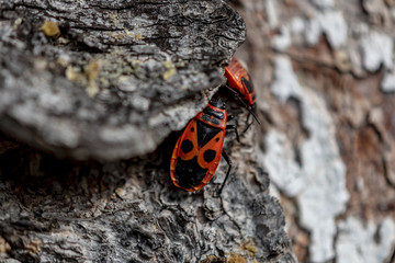 Fototapeta na wymiar red beetle Plants under the tree bark - macro