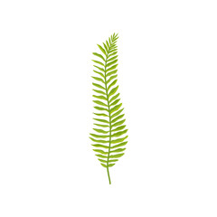 Fern branch with bright green leaves. Wild forest plant. Natural element. Flat vector for botanical book, fabric or poster