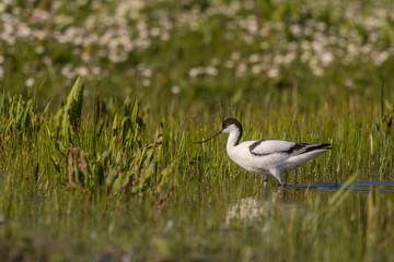 Avocette élégante - Recurvirostra avosetta - Pied Avocet