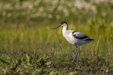 Avocette élégante - Recurvirostra avosetta - Pied Avocet