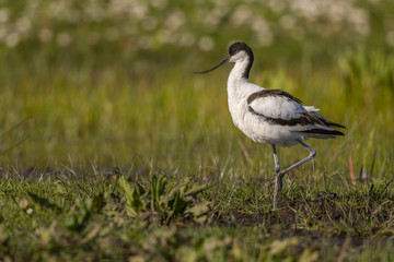 Avocette élégante - Recurvirostra avosetta - Pied Avocet