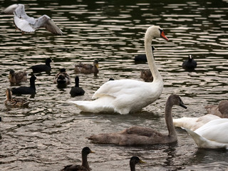 Schwan Schwäne Swan 