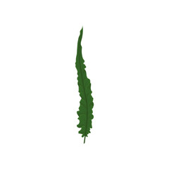 Green leaf of fern. Tropical plant. Natural element. Nature and botany theme. Flat vector design