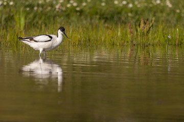 Avocette élégante - Recurvirostra avosetta - Pied Avocet