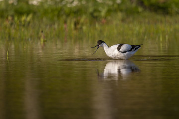 Avocette élégante - Recurvirostra avosetta - Pied Avocet